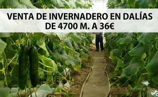 Rural plot in Calle rambla de gracia 28. Venta de invernadero en dalias de 4700m.