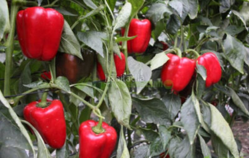 Foto 0e68ed6d-a4f4-47b8-ad63-61ae853e416a. Finca rústica a calle engarpe 46d a Berja