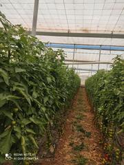 Finca rústica a Almerimar. Venta de invernadero en la loma del viento.