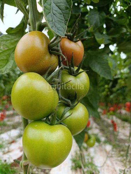 Foto 7a067d40-cae4-41b6-88f7-7131f06209e6. Finca rústica en calle atarazanas de Cabo de Gata 27 venta de invernadero de 20000m. en Cabo de Gata