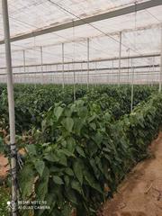 Finca rústica a Retamar. Venta de invernadero en retamar.
