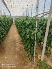 Finca rústica en Nijar Pueblo. Venta de invernadero en la venta del pobre nijar