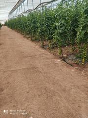 Finca rústica en San Isidro - Campohermoso. Venta de invernadero de 45000m en la venta del pobre.