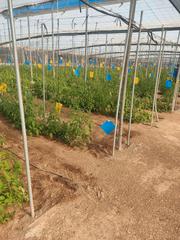 Rural plot in Roquetas pueblo