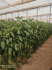 Finca rústica a Santo Domingo. Venta de invernadero  en ejido