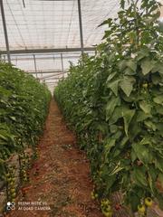 Fondo rustico in Santo Domingo. Venta de invernadero en ejido de 42000 m