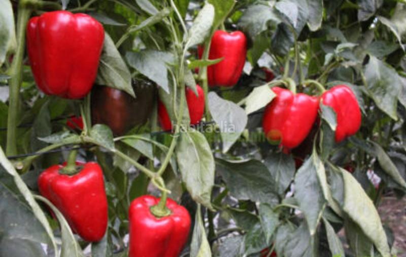 Foto 737e7c67-763e-42b9-9627-9b0cdfc442ef. Landgut in San Isidro - Campohermoso Níjar