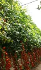 Finca rústica a Pechina. Venta de invernadero de 2 hectáreas en pechina