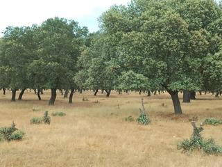 Rural plot in Ciudad Rodrigo