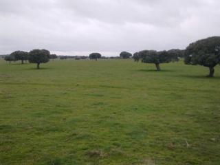 Rural plot in Camino a puebla de azaba 35