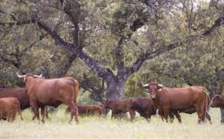 Finca rústica a Puebla de Azaba