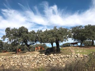 Rural plot in Robleda