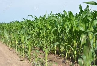 Rural plot in N/a