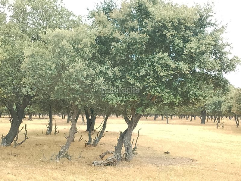 Foto 66a2752b-2714-44a8-9487-2178371ddd95. Finca rústica a Puebla de Azaba