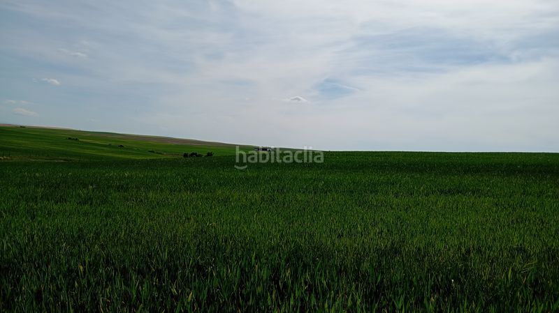 Foto dd400eed-4e82-4ae6-b3f0-1fd5432e3164. Finca rústica a calle iglesia 31t a Cantaracillo