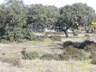 Residential Plot in Carretera de Sevilla - Los Montitos. Parcela en venta