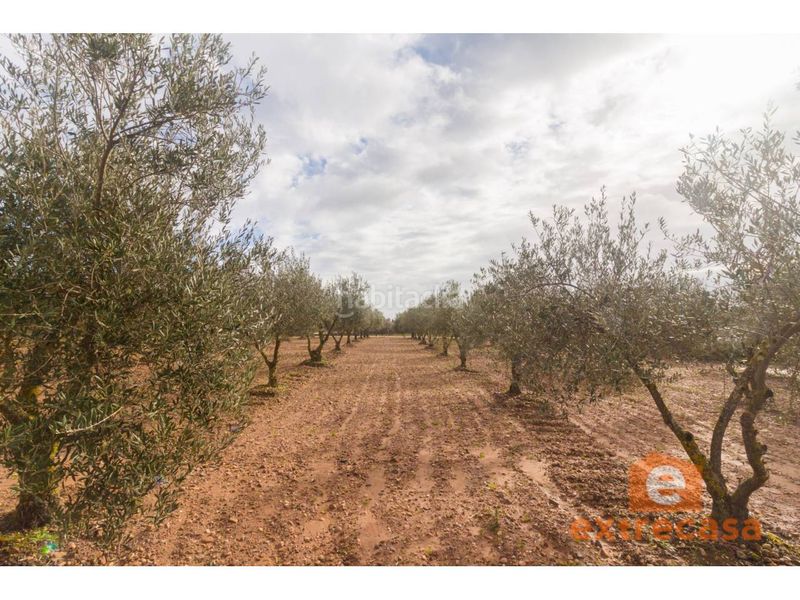 Foto a65d2362-635d-469a-959c-75ec6b2dfe2b. Terreny residencial a Ciudad Jardín Badajoz
