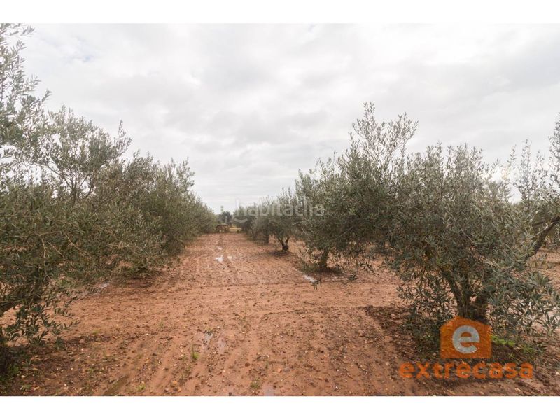 Foto dab69e4a-3f16-44a8-99c7-15658d678a09. Terreny residencial a Ciudad Jardín Badajoz