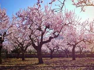 Finca rústica a Torreperogil. Finca con almendros