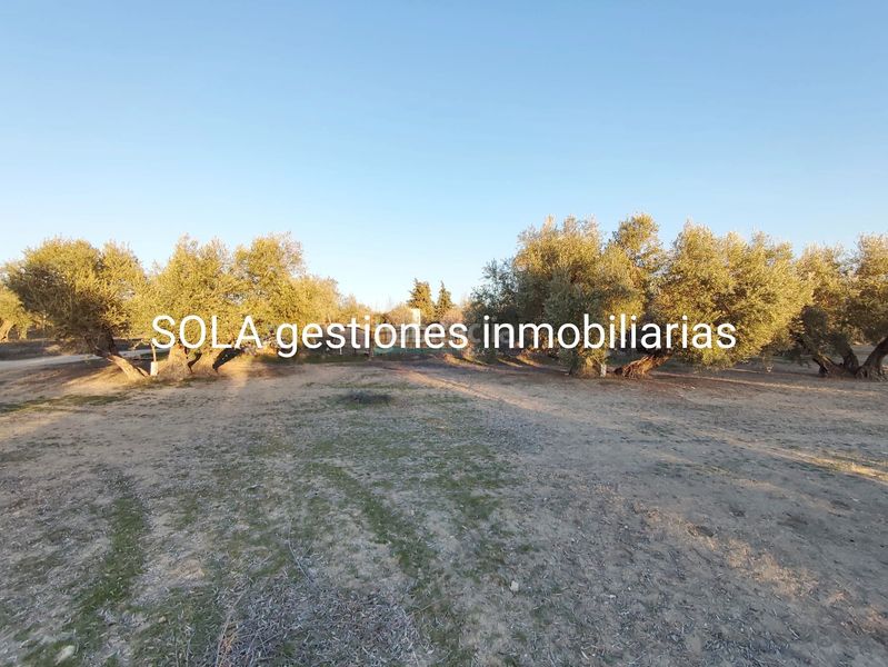 Foto 55981764-d8ad-4442-9247-b85dc8f743ef. Fondo rustico in Úbeda