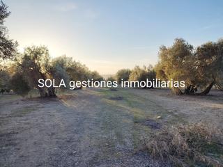 Rural plot  Plaza doctor quesada