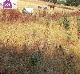 Finca rústica a El Poblado - Abulagar. Venta de terreno con naves ref 3792