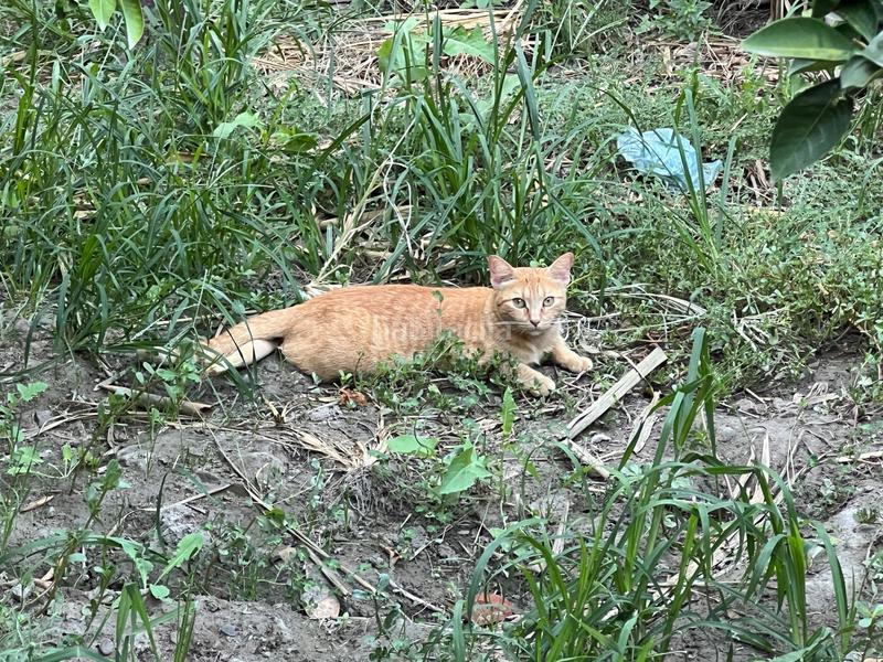 Foto 0287eeb6-1df7-4632-86c5-32bf9990d028. Masia amb xemeneia calefacció aparcament piscina a Órgiva