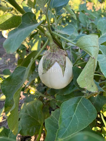 Foto 0bae79fb-7fc3-4c21-95a4-02c50ad32b96. Masia amb xemeneia calefacció aparcament piscina a Órgiva