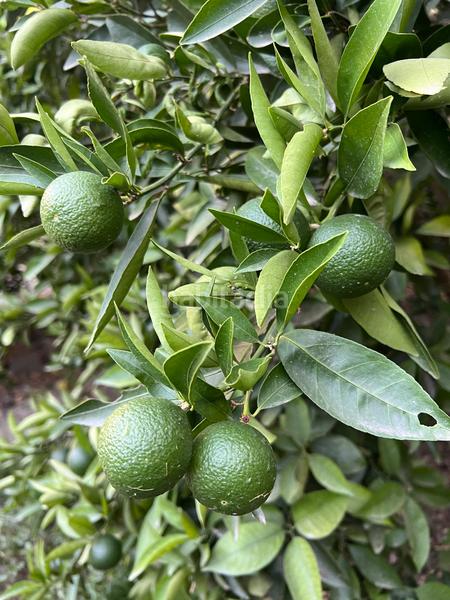 Foto 152acd23-b1a0-4fe5-aa44-338db7d6e6d5. Masia amb xemeneia calefacció aparcament piscina a Órgiva