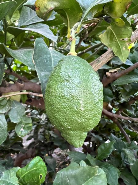 Foto 1d6946b5-fe28-4328-b0f6-4869f61016d6. Masia amb xemeneia calefacció aparcament piscina a Órgiva