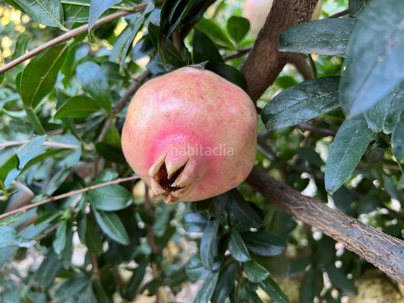 Foto 5350f2aa-9f0c-46fa-a8e8-2d2354501e49. Masia amb xemeneia calefacció aparcament piscina a Órgiva