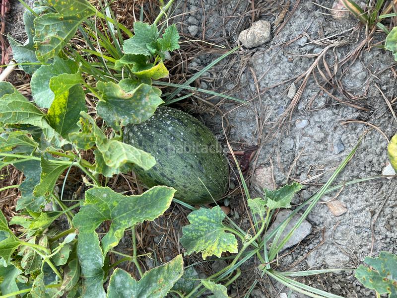 Foto 55df1128-bf2f-49f2-b1d6-c346d6ee1a60. Masia amb xemeneia calefacció aparcament piscina a Órgiva