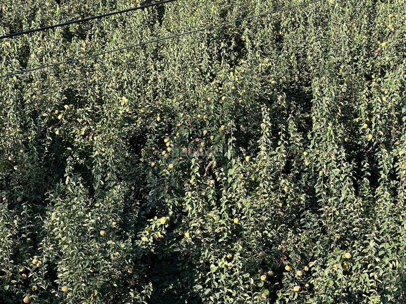 Foto 57170e18-9e32-4329-819e-b987cb97e7ae. Masia amb xemeneia calefacció aparcament piscina a Órgiva