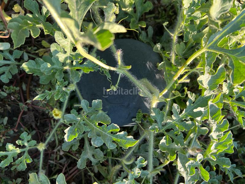 Foto 58b30905-d2b8-43d2-9f74-37dff1fc4ca6. Masia amb xemeneia calefacció aparcament piscina a Órgiva