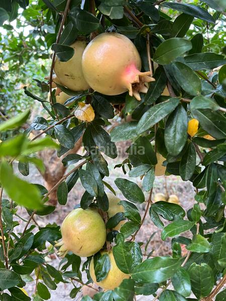 Foto 60a57d7d-a3e9-4710-9d2a-ab8a5f206b74. Masia amb xemeneia calefacció aparcament piscina a Órgiva