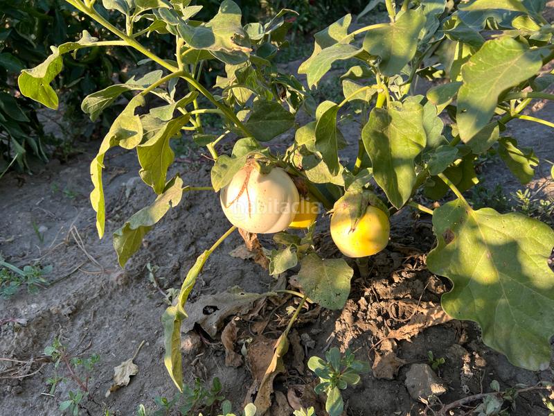 Foto 7d88b0a3-ce34-44db-8c2c-3463fb74cf5e. Masia amb xemeneia calefacció aparcament piscina a Órgiva