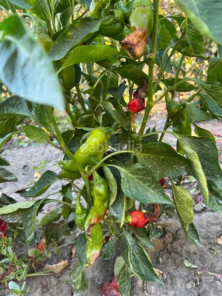 Foto 9177c008-aa90-44e2-b6be-0f72bbc69698. Masia amb xemeneia calefacció aparcament piscina a Órgiva