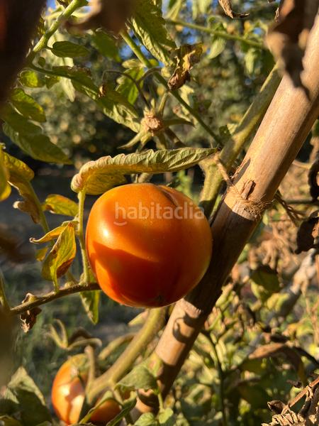 Foto 976b5c2f-a804-442e-afd7-0e77b1678816. Masia amb xemeneia calefacció aparcament piscina a Órgiva