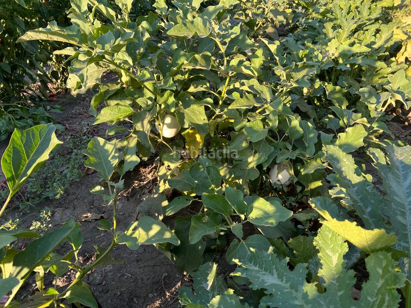 Foto abcbce56-baf1-4833-838d-b9eee98998a4. Masia amb xemeneia calefacció aparcament piscina a Órgiva