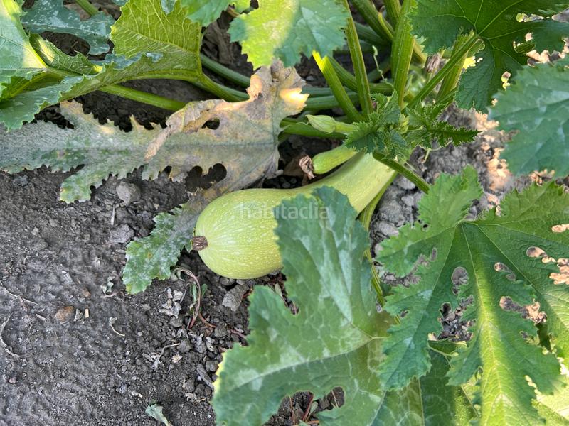 Foto bea34d19-b5b3-4cdb-928f-061505514efa. Masia amb xemeneia calefacció aparcament piscina a Órgiva