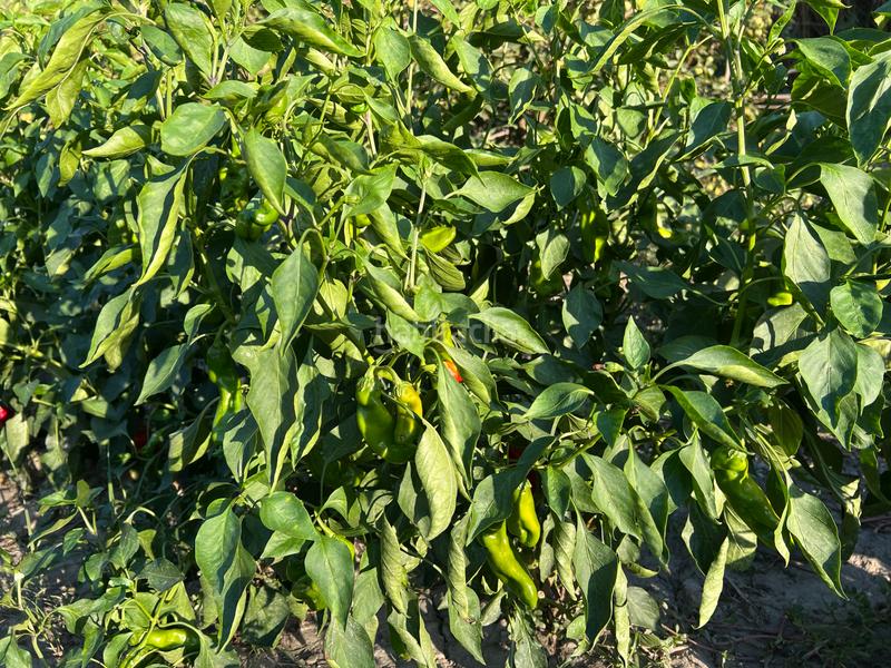 Foto d27e46f9-8dd5-498e-9b71-aacd8d982e13. Masia amb xemeneia calefacció aparcament piscina a Órgiva