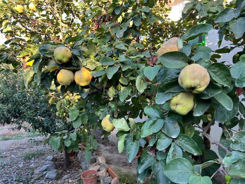 Foto d4eebaf2-3b57-4900-bfd9-9abca33c6dbb. Masia amb xemeneia calefacció aparcament piscina a Órgiva