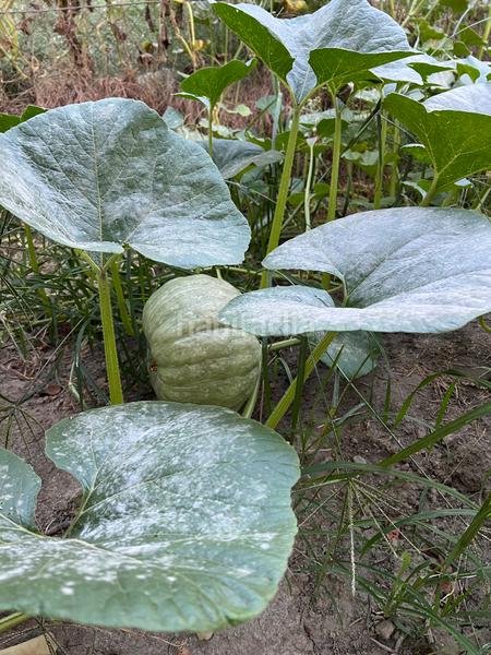 Foto f531650b-9275-4027-b1ff-7c64924955cc. Masia amb xemeneia calefacció aparcament piscina a Órgiva