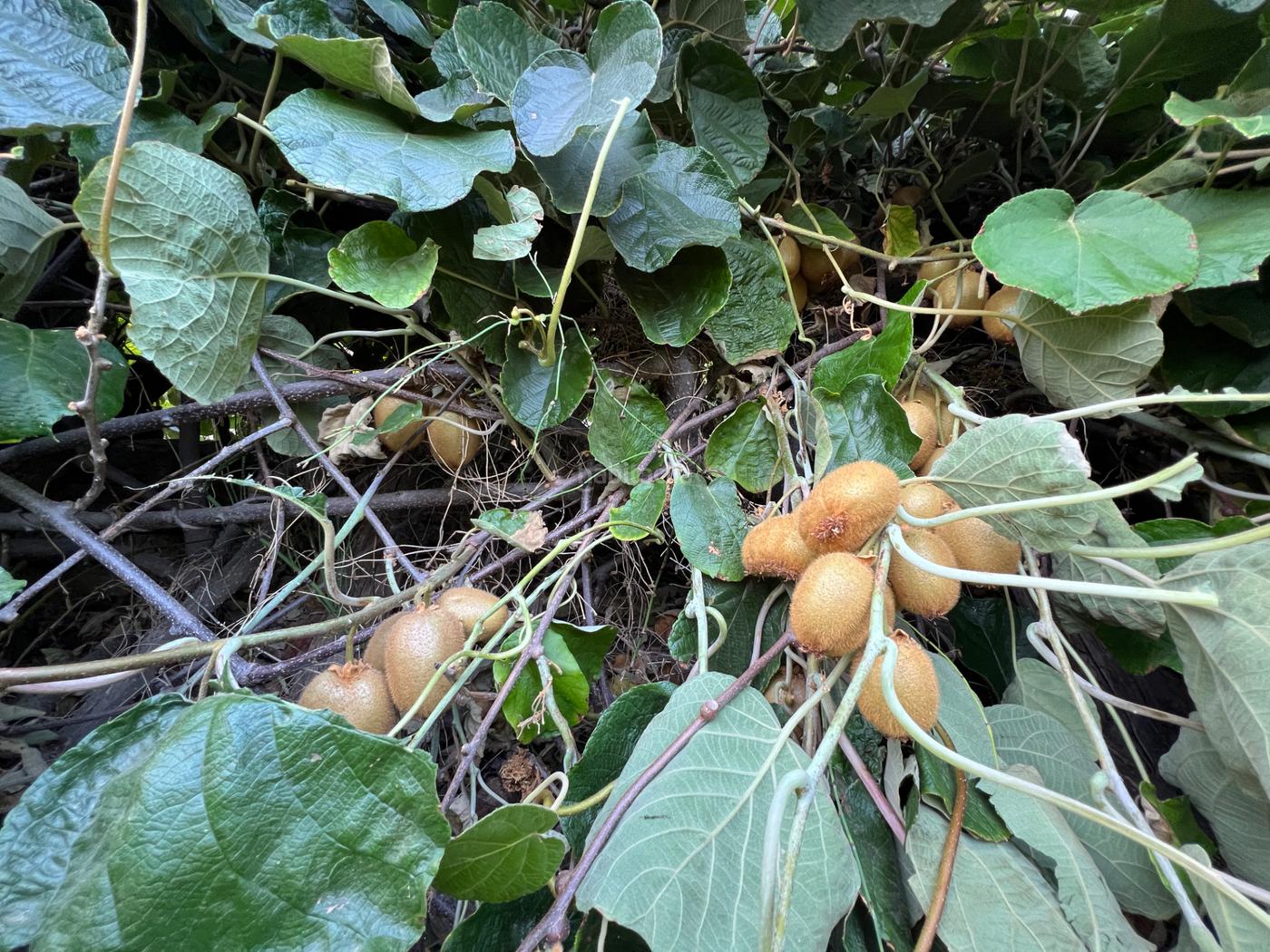 Finca rstica amueblado Lanjarn
