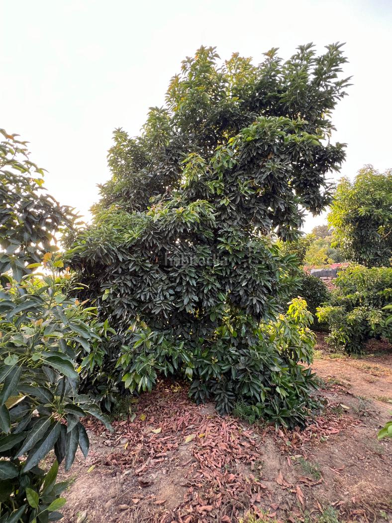 Finca rstica amueblado Lanjarn