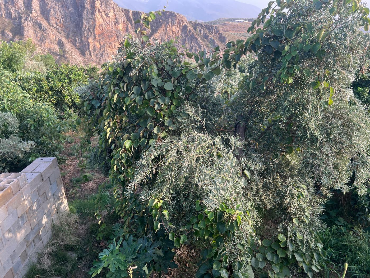 Finca rstica amueblado Lanjarn