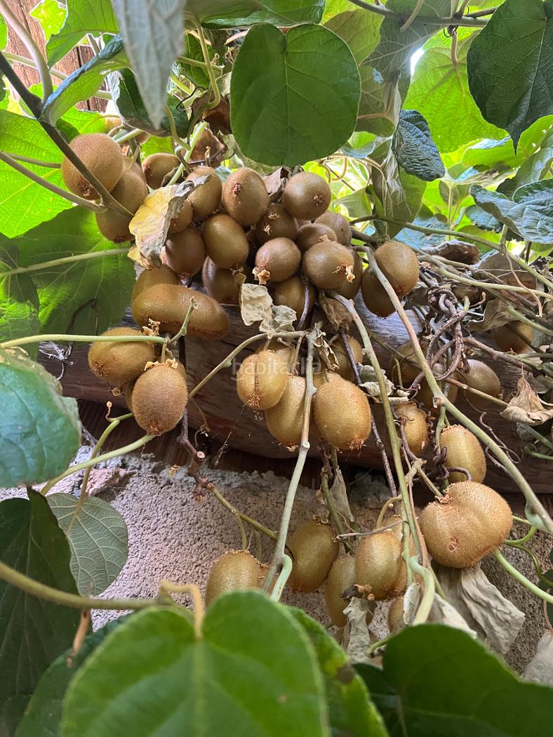 Finca rstica amueblado Lanjarn