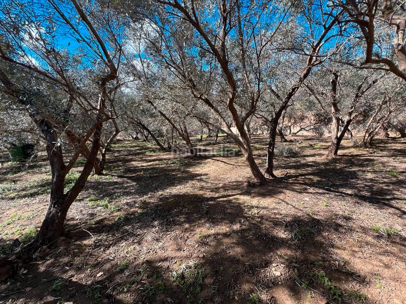 Foto 199a32de-31ba-4095-a90e-d1ad2ab092c7. Finca rústica finca con casa para restaurar en Lanjarón