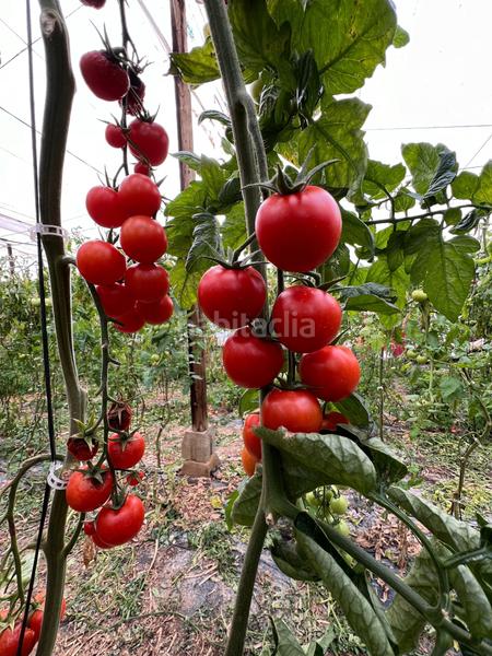 Foto ad55d6a5-2c1e-4c26-8a49-1f9e41b917eb. Finca rústica finca invernadero en Rubite