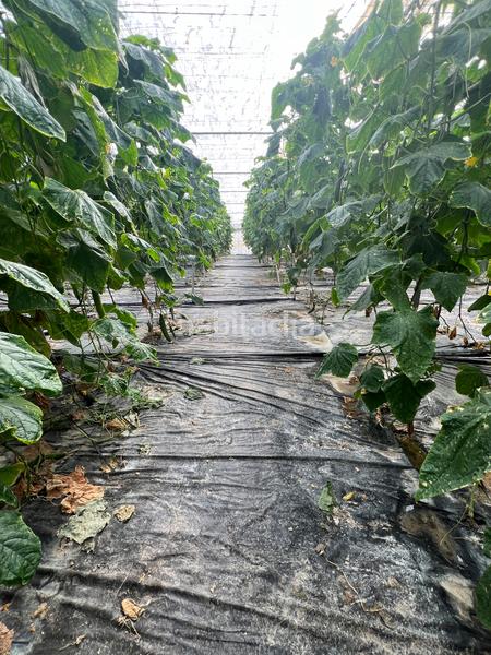 Foto c4ff50de-7e52-406f-94d8-be421ccdcca9. Finca rústica finca invernadero en Polopos pueblo Polopos